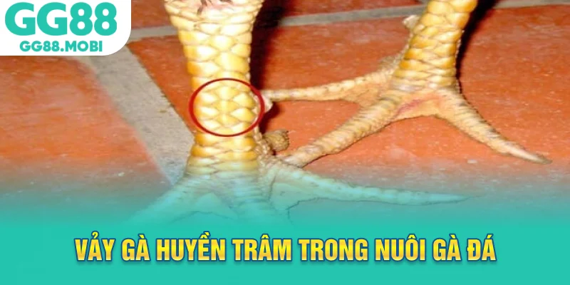 Vảy gà huyền trâm trong nuôi gà đá