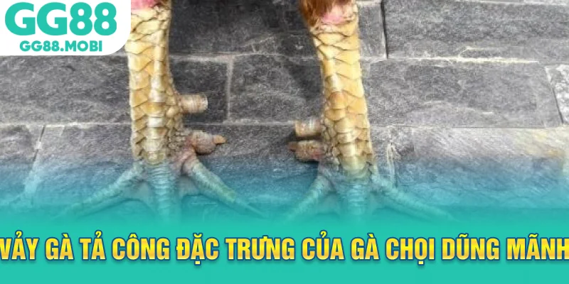 Vảy gà tả công đặc trưng của gà chọi dũng mãnh